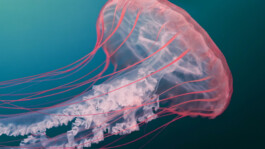  UNA NAU Markenagentur